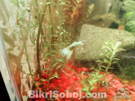Fish